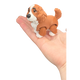 Cocker Spaniel
